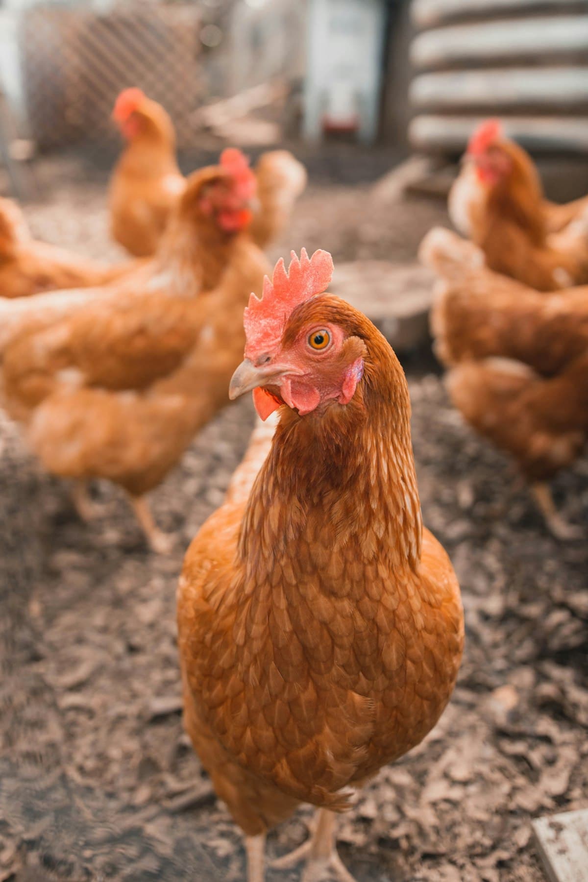 Happy Chickens