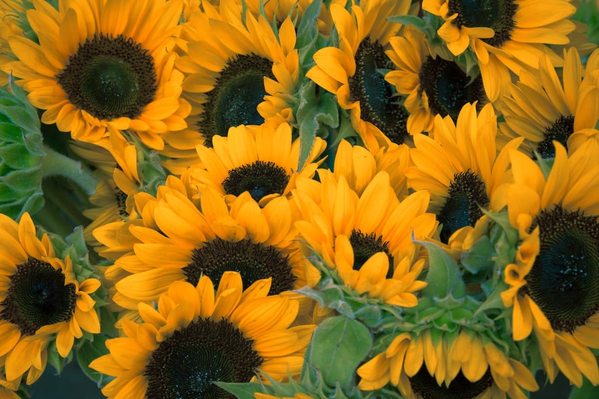 Cut Flowers